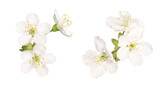 Delicate white apple tree flowers during spring blooming isolated on transparent background