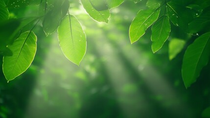 Canvas Print - Sunlit Green Leaves in Lush Forest Canopy