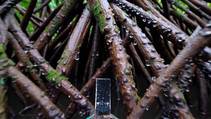 Aufkleber - Exploring the serene mangrove forest waterways in the heart of nature during midday