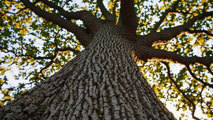 Aufkleber - View from below a majestic oak tree in the golden hour of sunset highlighting its detailed bark and sprawling branches