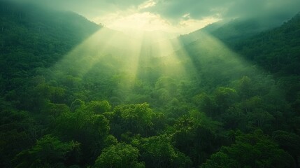 Poster - Sunlight streams through dense foliage, illuminating a vibrant forest nestled within majestic mountains at dawn. A tranquil atmosphere envelops the scene, inviting peace and reflection