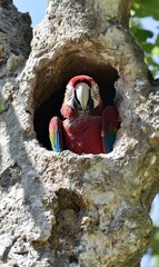 Wall Mural - Scarlet macaw nesting in tree hollow