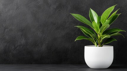 Canvas Print - Green plant in white pot, dark background, home decor