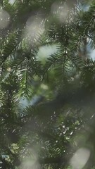 Wall Mural - vertical video green conifer forest in summer morning sunlight, closeup. abstract art nature backgro