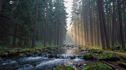 Aufkleber - Sunlight filters through trees over a serene stream in a lush forest during early morning