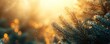 © tydeline - Golden Hour Pine: Nature's Serene Embrace