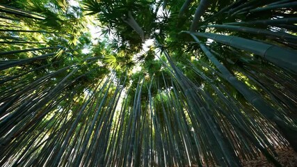 Poster - Explore a serene bamboo forest under a bright sky with sunlight filtering through vibrant green leaves