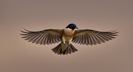 Wall Mural - bird in flight