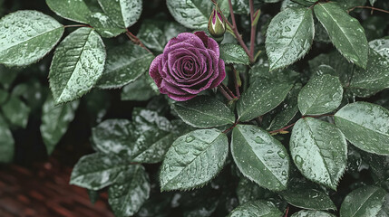 Purple rose bush with water droplets. Close up of vibrant foliage. Ideal for backgrounds, nature photography, or botanical websites