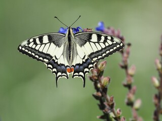 Wall Mural - Swallowtail butterfly on a flowering plant.