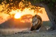 © Nico - Majestic Lion Resting Under Tree at Sunset in African Savanna Landscape