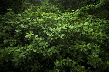 Poster - An aerial perspective reveals a vibrant mangrove forest with intricate waterways, demonstrating the ecosystem's vital role in CO2 absorption and environmental health