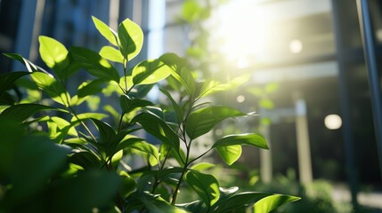 Poster - Sunlight shining through green leaves in front of modern office buildings