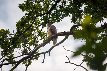 buzzard (buteo buteo) sitting on a big oak tree branch looking to the left with cloudy background an