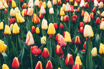 Wall Mural - Beautiful meadow with colorful tulip flowers in full bloom. Spring floral texture for background.