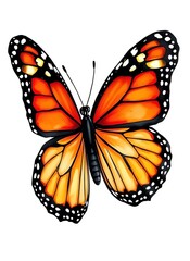 Wall Mural - an image of a butterfly with orange wings and black spots, butterfly with orange wings and black spots on its wings