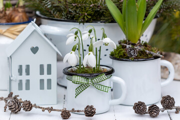 Wall Mural - Frühlings-Arrangement mit Schneeglöckchen (Galanthus) in Emaille-Tasse und Laterne