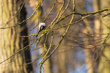 Wall Mural - Long-tailed tit - Aegithalos caudatus sitting on a branch in the tree crown. Blue sky