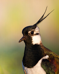 Wall Mural - Bird Lapwing Vanellus vanellus on green background spring time Poland Europe migratory bird