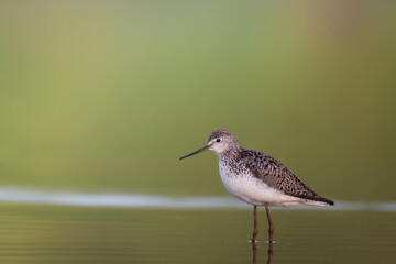 Wall Mural - shorebird marsh sandpiper tringa stagnatilis bird with long beak, standing in the mud, blurred backg