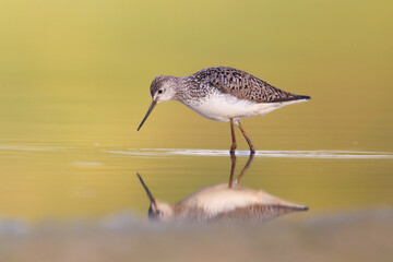 Wall Mural - shorebird marsh sandpiper tringa stagnatilis bird with long beak, standing in the mud, blurred backg