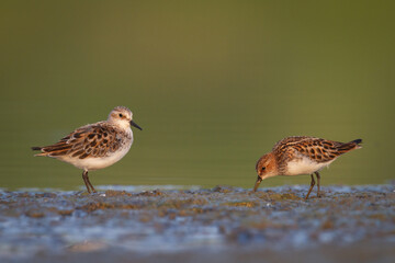 Wall Mural - bird calidris minuta little stint small migratory bird north part of poland europe summer time two b