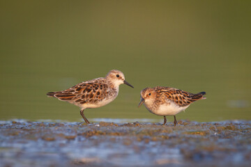 Wall Mural - bird calidris minuta little stint small migratory bird north part of poland europe summer time two b