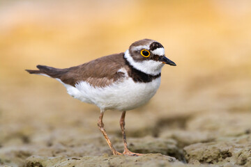 Wall Mural - shorebird charadrius dubius, little ringed plover on blurred background summer time poland europe