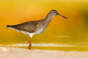 Wall Mural - Shorebird - Redshank Tringa totanus on summer time warm light, migratory bird Poland Europe