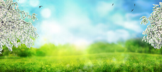 Wall Mural - beautiful apple trees garden blossoming on sunny spring day on natural blurred background