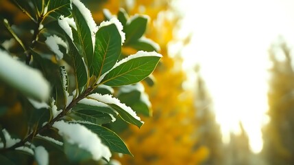 Wall Mural - Snow-covered leaves glisten in the sunlight with yellow trees in the background, creating a serene winter scene