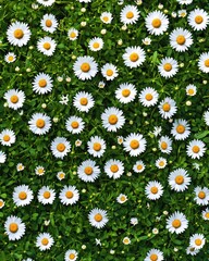 Wall Mural - A field of white daisies with yellow centers growing among green leaves in a spring meadow
