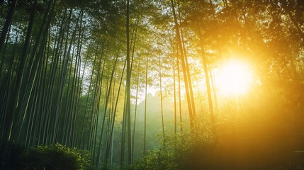 Poster - Enchanting Sunrise Through Lush Bamboo Forest with Warm Sunlit Beams : Generative AI