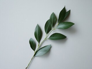 Poster - Elegant green branch with leaves on a light background minimalist botanical natural design