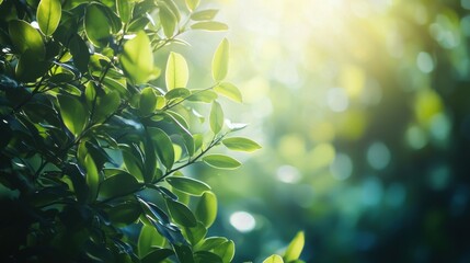 Close up view of a tree with vibrant green leaves in natural sunlight