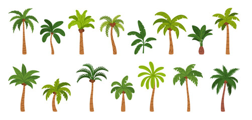 Palm tree. Tropical trees. Hawaii resort nature tree with exotic leaves, coconut, banana, trunk and fruits. Jungle summer plants on paradise, island, resort. Vector set
