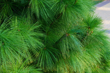 Wall Mural - Long green needles of white pine Pinus strobus. Original texture of natural pine greenery. Close-up