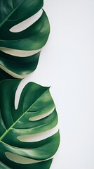 Poster - Minimalist Green Monstera Leaves on White Background for Artistic Design : Generative AI