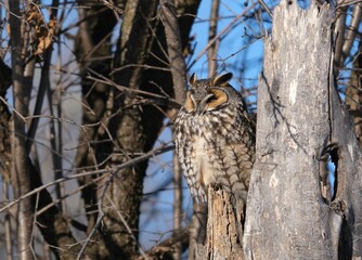 long-eared owl