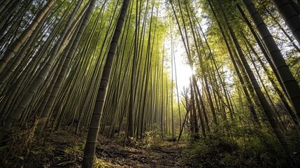 Poster - Sunlit bamboo forest journey tranquil nature scene lush greenery golden glow ground level view harmony in nature