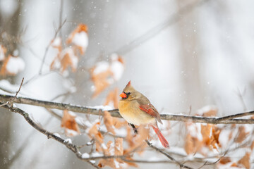 Wall Mural - Female northern cardinal perched in a tree during snow storm