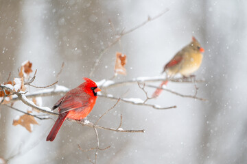 Wall Mural - Male cardinal perched on branch with female in the background