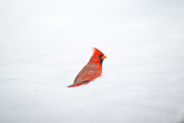 Wall Mural - Northern cardinal in the snow