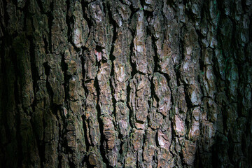 detailed texture of dark, rugged tree bark.
