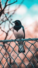 Sticker - Black and white bird perched on a chain link fence against a muted sky.