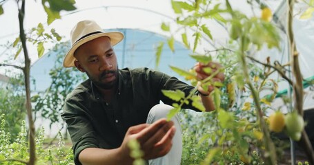 Wall Mural - Greenhouse, black man and vegetables with growth for agriculture, inspection and harvesting season. Farming, male person and farmer with tomato for food production, sustainability and small business