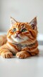 © Enen - Orange Tabby Cat Relaxing in Sunlight