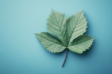 Wall Mural - Green leaf with detailed texture placed on a light blue background captured in natural light