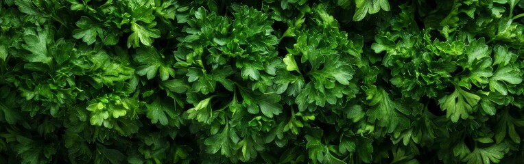 Fresh parsley leaves are displayed in a macro shot, revealing their intricate texture and deep green hues. This botanical study highlights the beauty of this popular herb