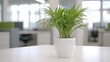 © BROPRADANA - Office plant on table, modern workplace background